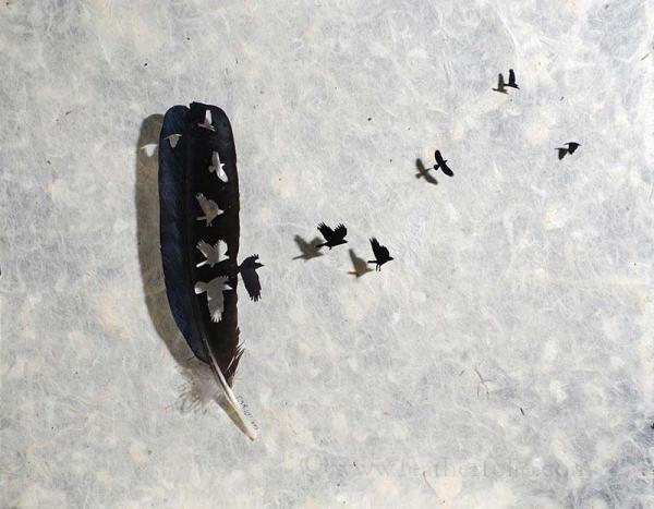 羽间掠影    为自由而起航