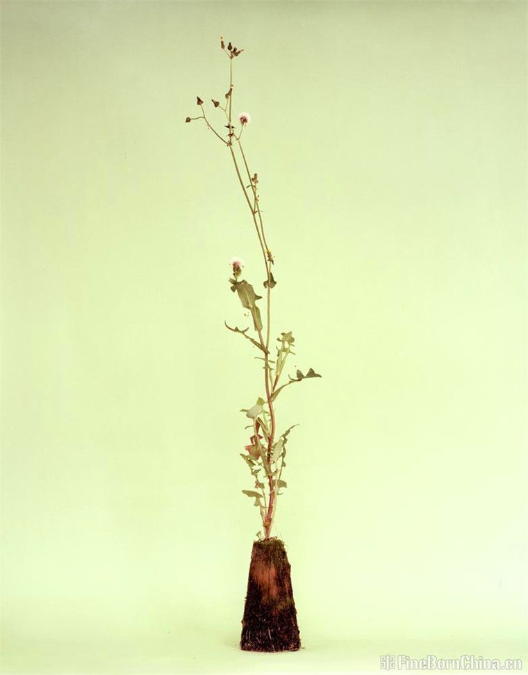 清新朴素的塑根摄影 Diana Scherer_FineBornChina时尚生活