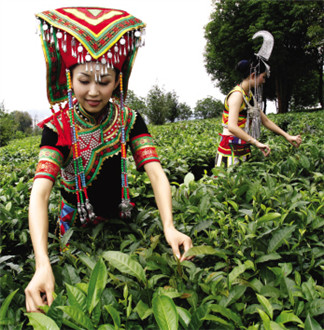 千年古茶缘 景迈久流传（下）