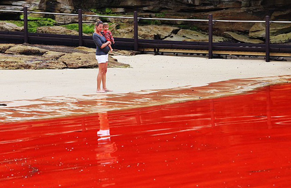 恐怖电影一般 悉尼海滩血色海水