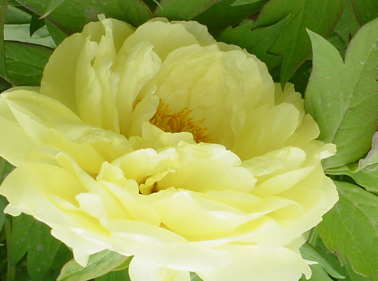 菊花品种大全及图片名称，菊花有哪些花大色艳的品种