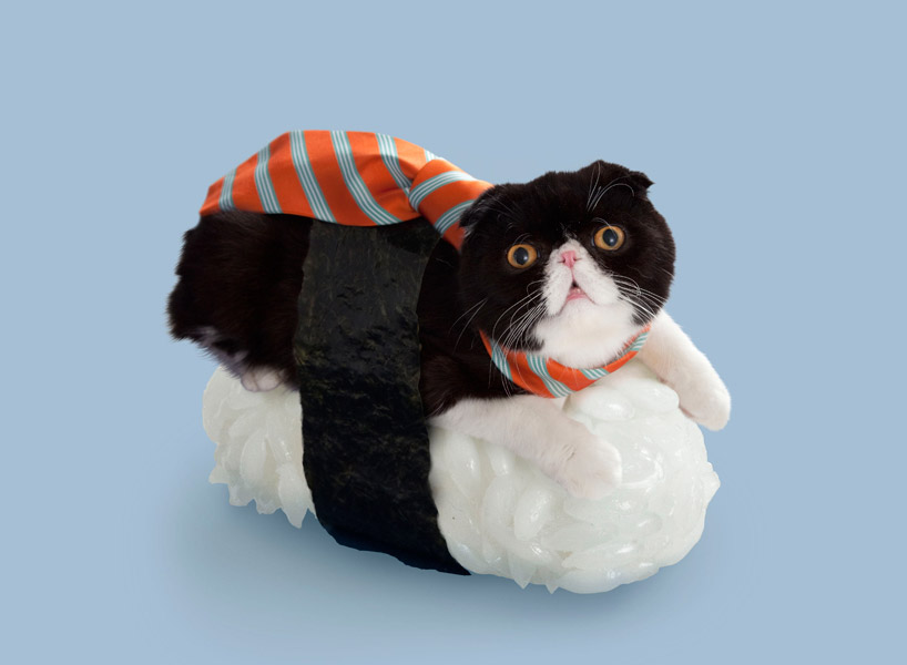 萌宠与美食：躺在寿司上的猫