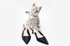 2017春季小趋势：KITTEN HEELS